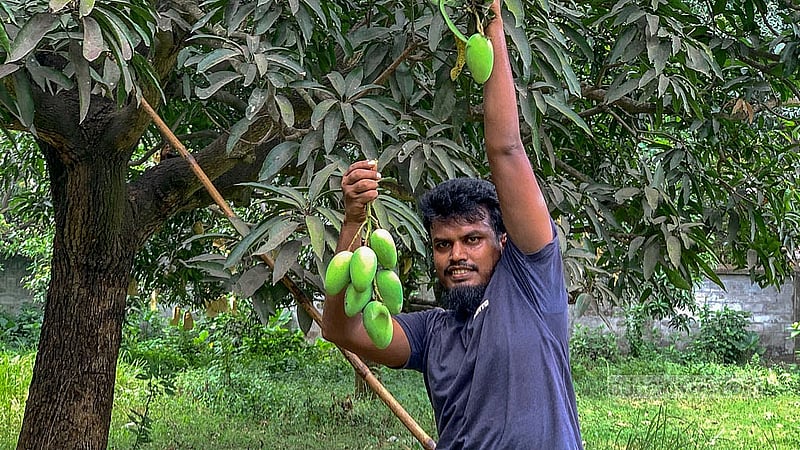 Farmers are hopeful of getting a good price at market for their mangoes this year as mango harvesting and preparation for market have been completed by the time set by the government.