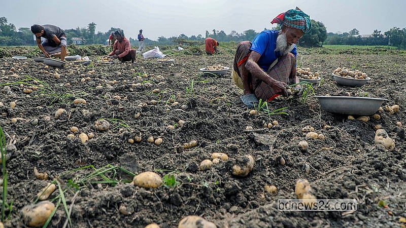 Farmers in Munshiganj’s Sreenagar Upazila are busy harvesting potatoes from the field. Farmers are looking to speed up the process as they are worried about damage from rain. Photo: Abdullah Al Momin