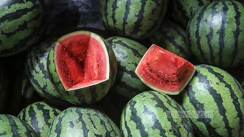 At Badamtoli Ghat, traders slice open watermelons to showcase their ripeness, hoping to attract buyers. Wholesale prices fluctuate based on size and quality, with bulk orders selling for up to Tk 35,000 per hundred. Photo: Abdullah Al Momin
