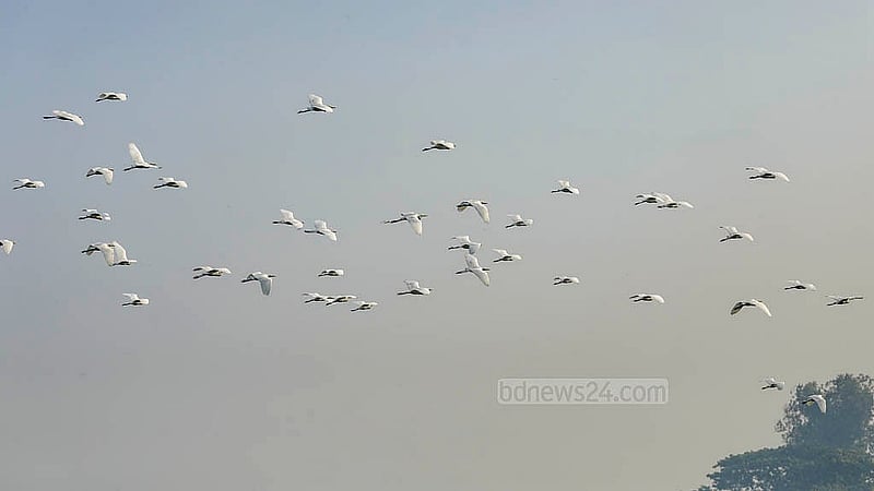 Egrets add a splash of white to the sky’s palette. Due to deforestation and poachers, this bird has moved further away from human settlements in recent years. Photo: Abdullah Al Momin