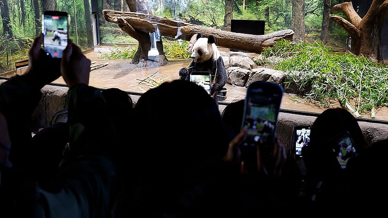 Visitors film and photograph four-year-old giant panda Lei Lei at Ueno Zoo, a day after news broke that Japan will return two giant pandas to China at the end of January 2026, in Tokyo, Japan, Dec 16, 2025. REUTERS/Kim Kyung-Hoon