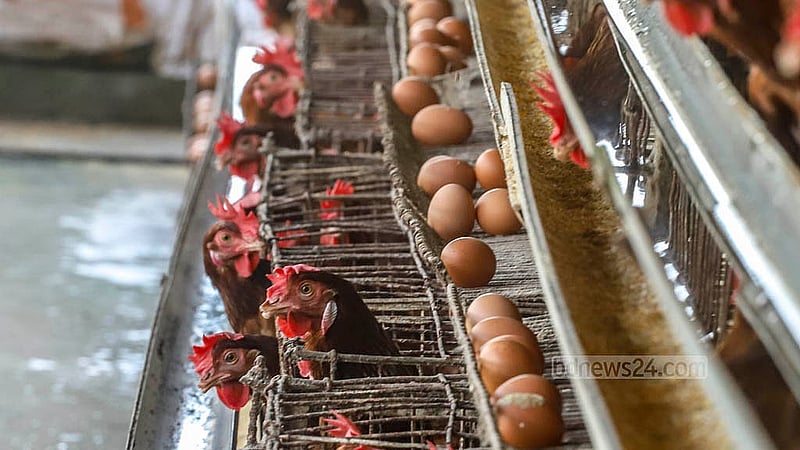 A poultry farm in the Ghoshkanda area of Dhaka’s South Keraniganj has about 2,100 hens and produces approximately 1,600 eggs per day. Photo: Abdullah al Momin