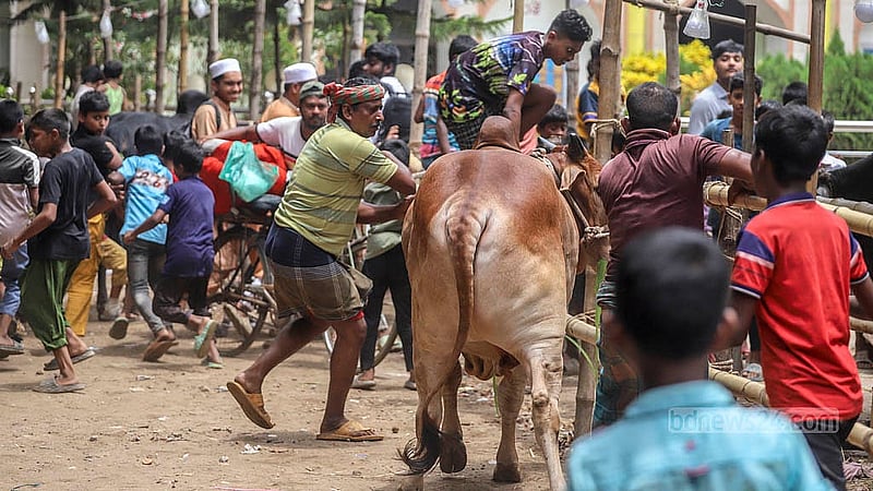Crowds gather on Monday, May 26, 2025, to check out cows at Dhaka’s Postogola Shmashan Ghat cattle market. Although the cattle market is still about a week away from officially opening, many cattle traders are already bringing in animals for sales. Photo: Abdullah Al Momin