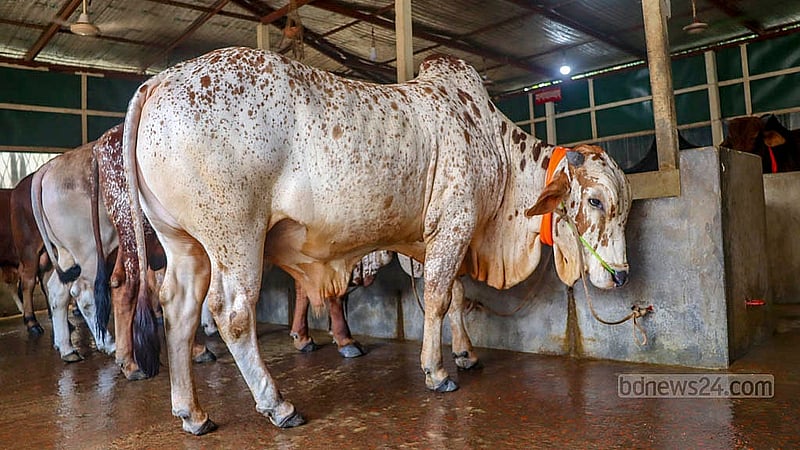 The most beloved cow at Nurjahan Agro Farm is the white-bodied, brown-spotted one named “Putul”. Photo: Tanvir Dipu