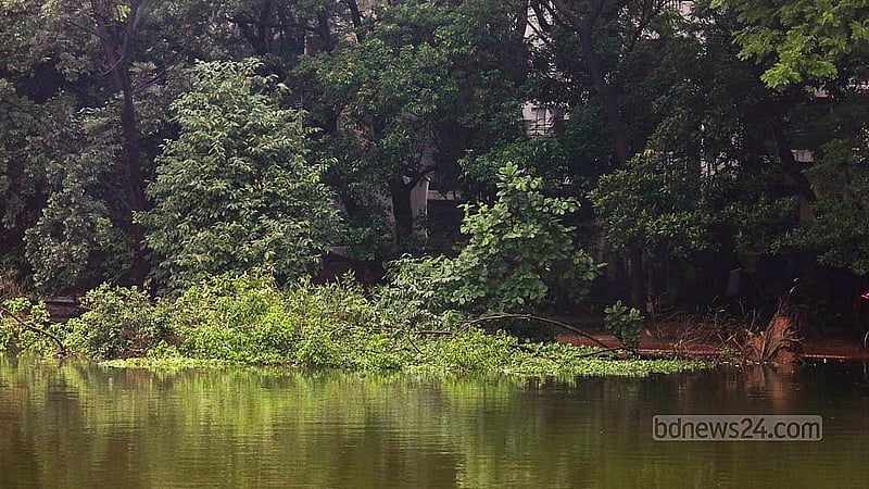 The water level in Dhanmondi Lake has risen due to recent rains in Dhaka; as a result, the soil at the base of the trees has eroded, causing the trees to collapse. Photo: Mahmud Zaman Ovi