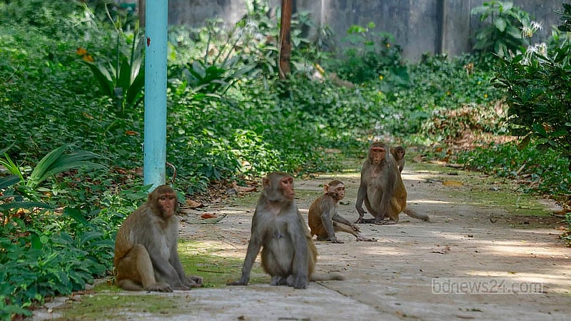 Amid a Baishakh heatwave, the monkeys near Sadhana Pharmacy in Old Dhaka’s Gandaria take shelter in the shade of the trees of the adjacent graveyard. Photo: Abdullah Al Momin