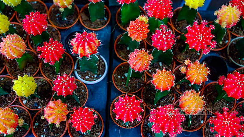 Visitors can view a diverse selection of colourful cacti on display at the National Tree Fair. Photo: Mahmud Zaman Ovi