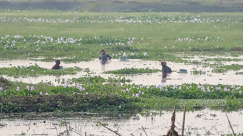 Low-income people collecting water lily roots from the knee-deep water of Arial Beel in Munshiganj as the rainwater receded. Photo: Abdullah al Momin