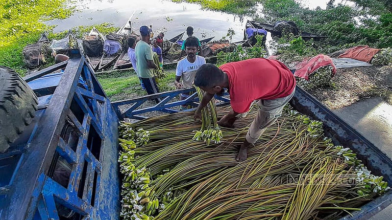 A bundle of white water lilies from the Arial Beel is sold at a wholesale price of Tk 7-8. Photo: Abdullah Al Momin