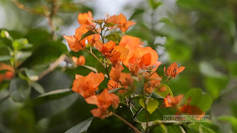 Different summer flowers add to the beauty of the Dhaka University campus. Photo: Abdullah al Momin