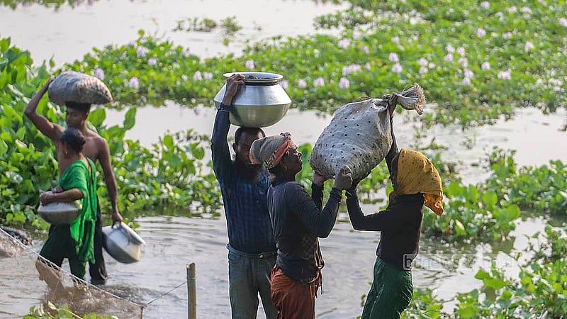 People carry water lily roots in sacks or pots from the wetland. Soaked in water for eight to 10 hours, they collect 20-30 kg of water lily roots in a day. Photo: Abdullah al Momin