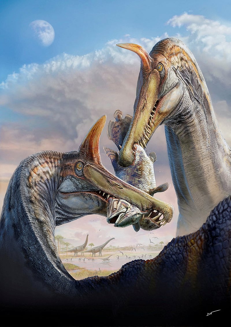 This illustration shows two individuals of the dinosaur Spinosaurus mirabilis sparring over their catch of the coelacanth Mawsonia some 95 million years ago. The illustration was released by the University of Chicago on Feb 19, 2026. Dani Navarro/Handout via REUTERS