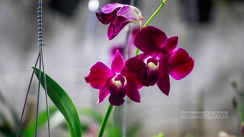Several species of colourful flowers bloom at a stall in the orchid exhibition organised by the Bangladesh Orchid Society. Photo: Mahmud Zaman Ovi