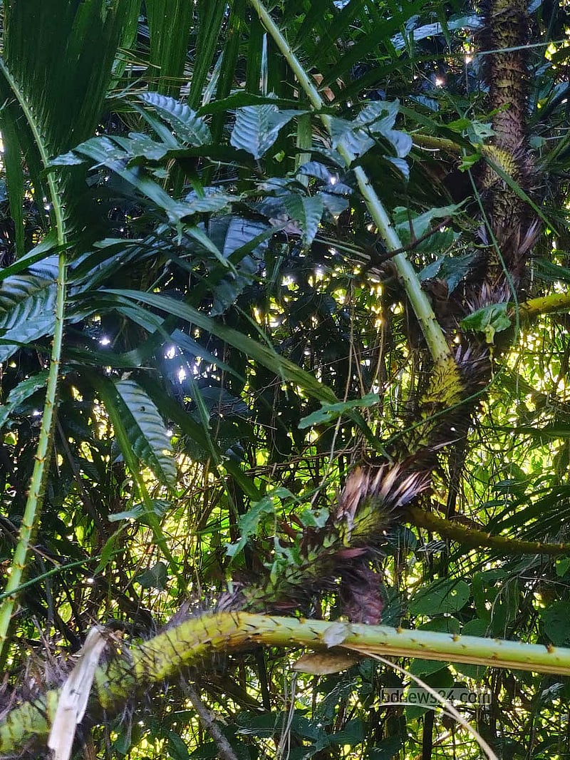 A large cane plant with prominent thorns.
