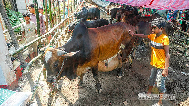 Many visit Dhaka's Postogola Shmashan Ghaat animal market, although trading has not started yet.  Photo: Abdullah Al Momin