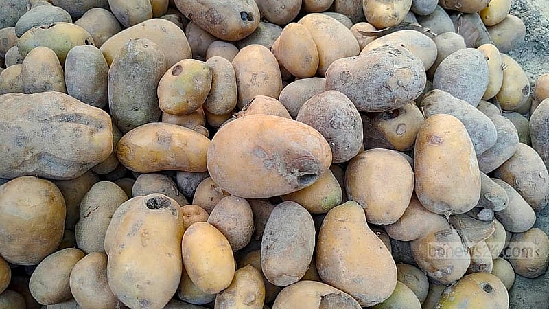 Without proper cold storage, many of the potatoes are beginning to rot under the open sky -- a painful sight for farmers relying on traditional preservation methods in Mithlama village.