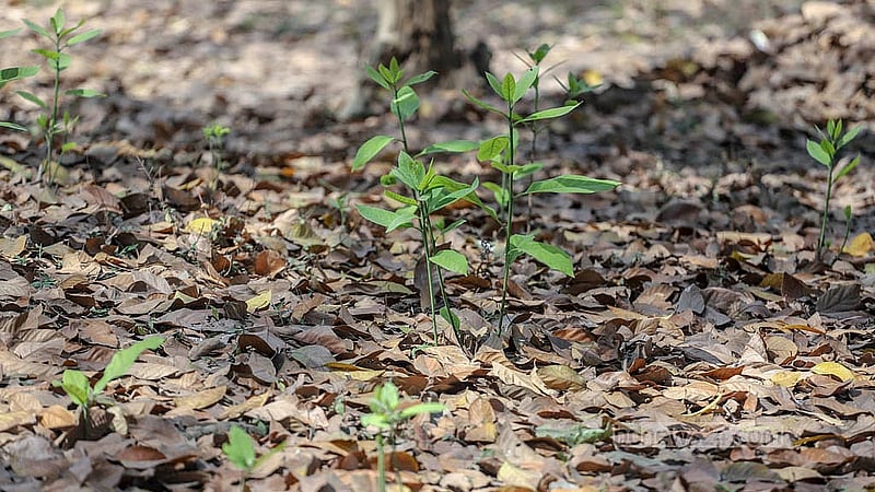 Most of the trees in Ramna Park have shed their leaves across the park while shades of green peek through in some places. Photo taken on Tuesday, Mar 4, 2025. Photo: Abdullah al Momin