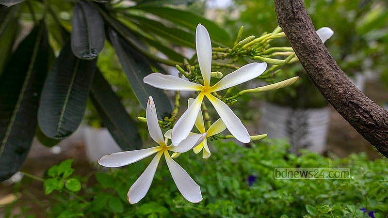 A variety of flowers and fruit trees occupy the rooftop of Building No. 1 at Bangladesh Medical University in Dhaka. Credit: Abdullah Al Momin