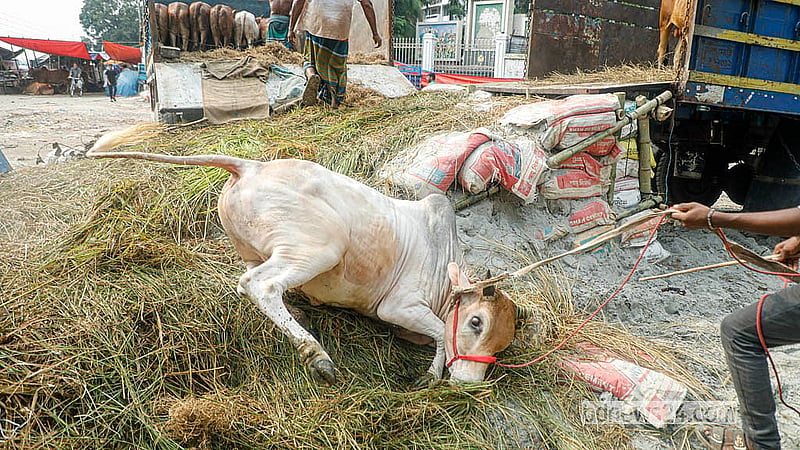 During unloading, several cattle lose balance and fall, highlighting the chaos of early market operations. Photo: Abdullah Al Momin