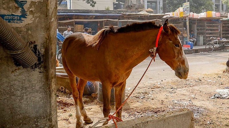 Horses are kept tied up beneath the Gulistan Flyover in Dhaka’s Bangabazar. Photo: Mahmud Zaman Ovi