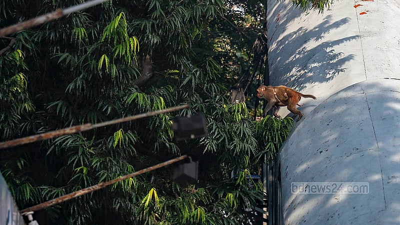 Monkeys taking food thrown by people on the pavement outside BAF Shaheen College in Dhaka. Photo: Mahmud Zaman Ovi
