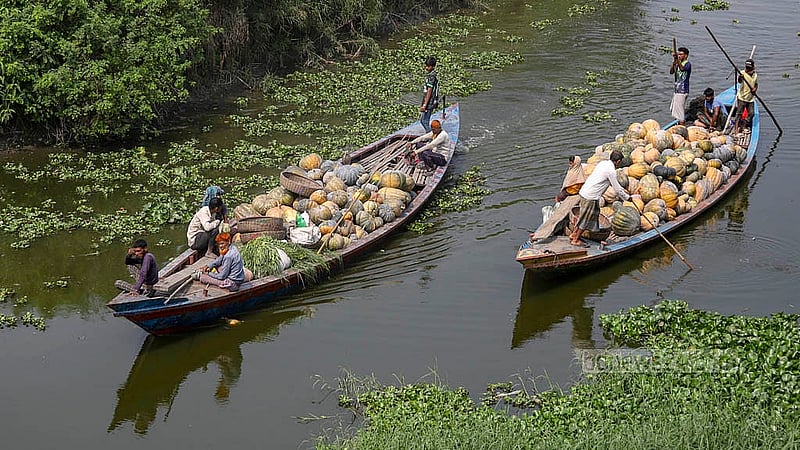 Ripe pumpkins cultivated in Arial Beel are being carried on a motor-driven boat for sale. Photo: Abdullah Al Momin