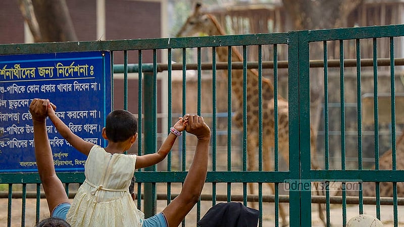 A baby rides on her father's shoulder outside the cage of giraffes at the National Zoo in Dhaka's Mirpur on Tuesday, Apr 1, 2025, during the Eid break. Photo: Mahmud Zaman Ovi
