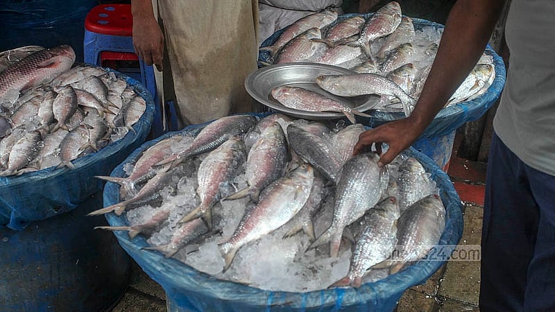 In front of the Karwan Bazar railway gate, hilsa is being sold on the pavement at prices ranging from Tk 500 to Tk 3,000 per kg, depending on size. Photo: Abdullah Al Momin