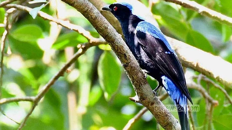 An Asian fairy-bluebird, its feathers a brilliant shade of blue, perches silently on the branch of a tree in the Bara Kangrakhaiya forest in Khagrachhari.