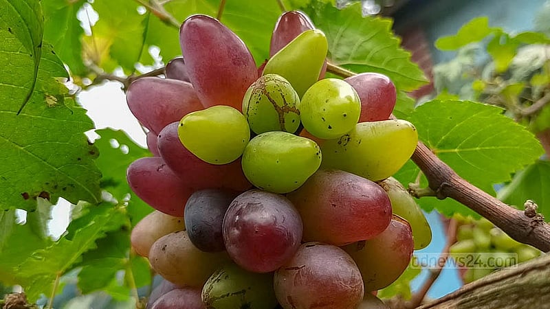 Zillur Rahman from Rajbari has succeeded in his first try at farming a Russian variety of grapes. Grapes of different colours hang from his grapevines. Photo: Shamim Reza