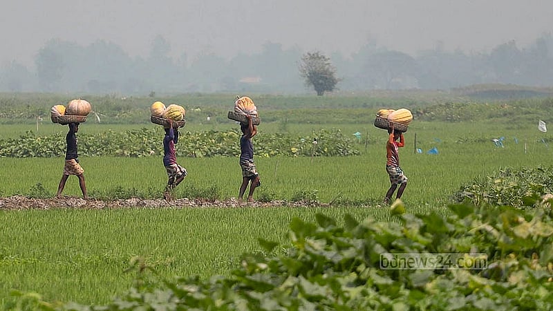 Farmers returning with ripe pumpkins from Arial Beel in Srinagar, Munshiganj. Photo: Abdullah Al Momin