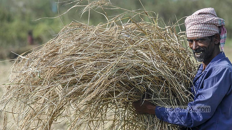 Despite slight rain damage, farmers still have smiles of relief on their faces as they bring home their harvest of Aman rice in Dhaka’s Keraniganj. Photo: Abdullah Al Momin