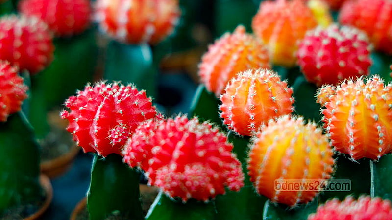 Vendors say cacti are in high demand as indoor plants, reflecting their appeal and practicality. Photo: Mahmud Zaman Ovi