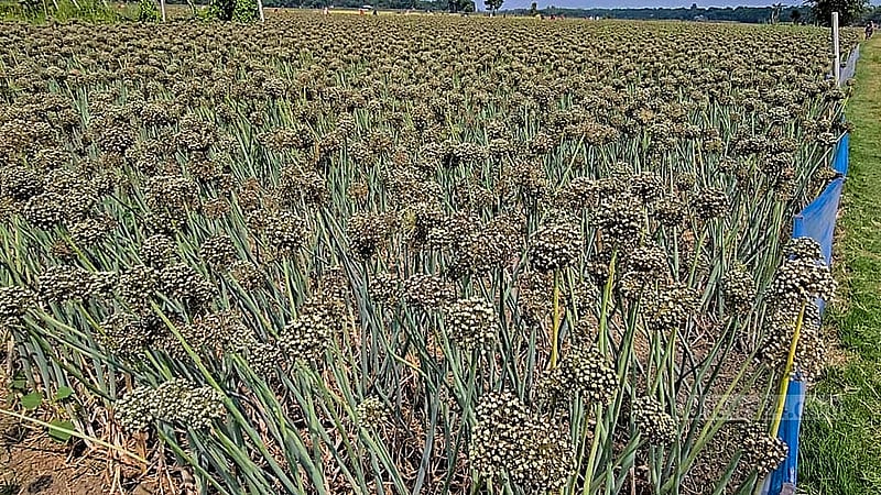 Vast swathes of land in Faridpur are filled with onion blossoms. As the flowers mature and dry in the sun, farmers prepare for the busy seed collection phase.