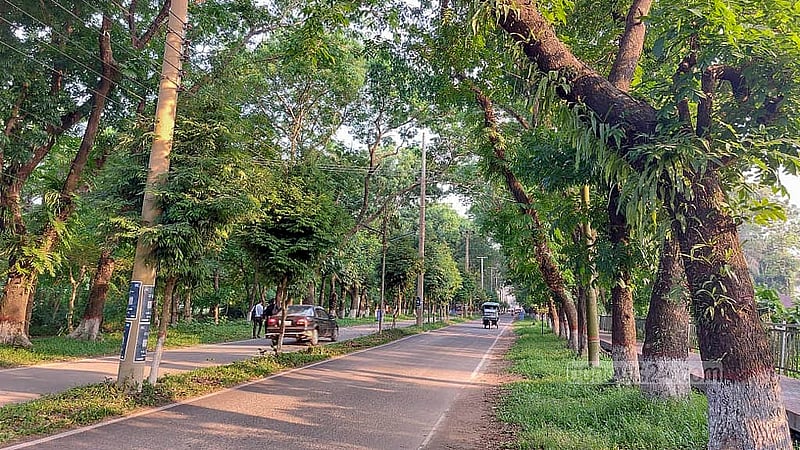 Rows of beautiful trees line both sides of the nearly one-kilometre-long road from the main gate of Shahjalal University to the roundabout.