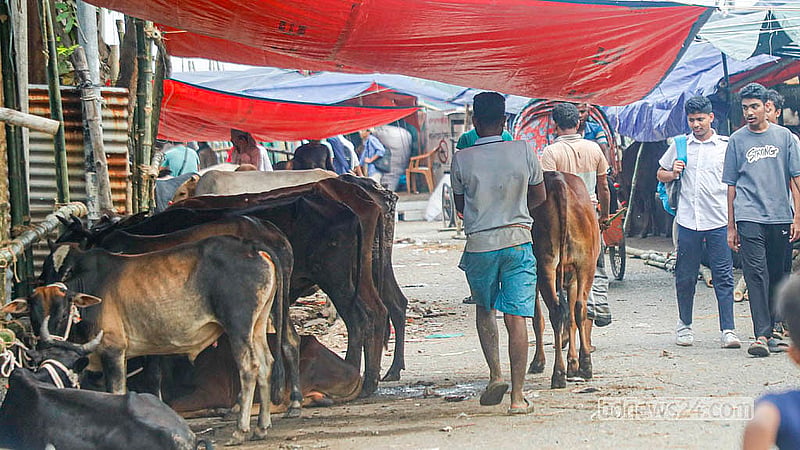 With just five days left before Dhaka’s temporary cattle markets officially open, the riverside stretch at Postogola is already packed with cattle, turning the embankment into a restless corridor of horns, hooves and hurried labour. Photo: Abdullah Al Momin