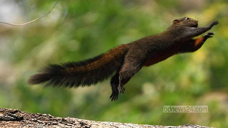 A black squirrel leaps from the trunk of a mahogany tree in the Bara Kangrakhaiya forest in Khagrachhari.