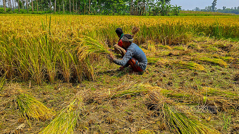 Farmers harvest Boro rice in Habibullapur village at Sadullapur Upazila, Gaibandha. Photo: tazul islam Reza