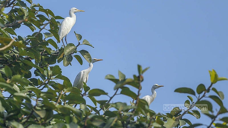 A flock of egrets perches on a tree. Due to deforestation and poachers, this bird has moved further away from human settlements. Photo: Abdullah Al Momin