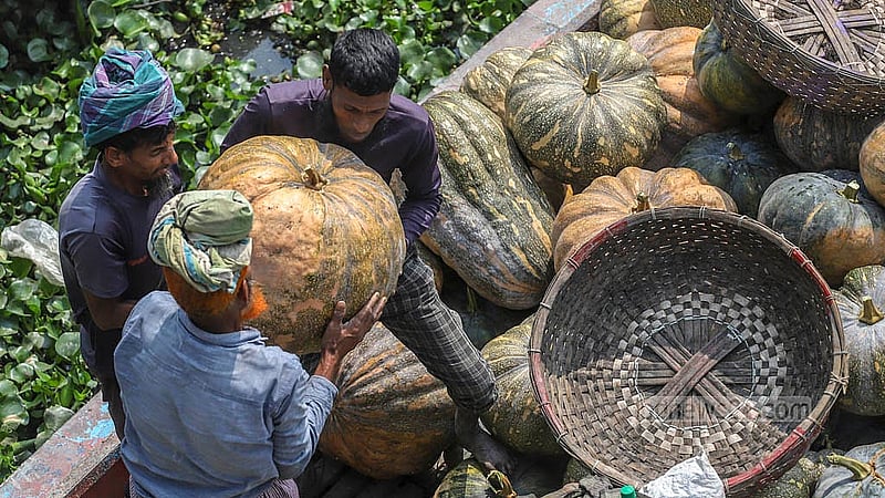 Each pumpkin from Arial Beel is sold for between Tk 30 and Tk 2000, depending on its size. Photo: Abdullah Al Momin