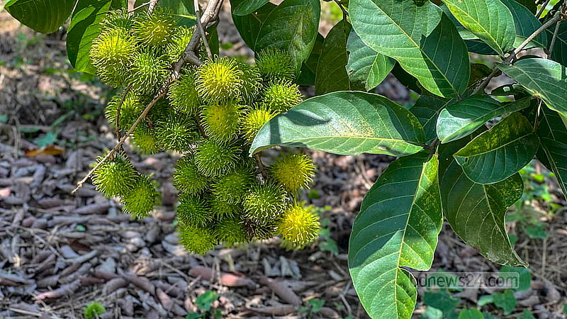 The exotic rambutan fruit is growing in the garden of agricultural entrepreneur Akeipru Chowdhury in Bihar Tila village in Khagrachhari’s Mohalchhari Upazila. The fruit is green when unripe. Photo: Samir Mallick