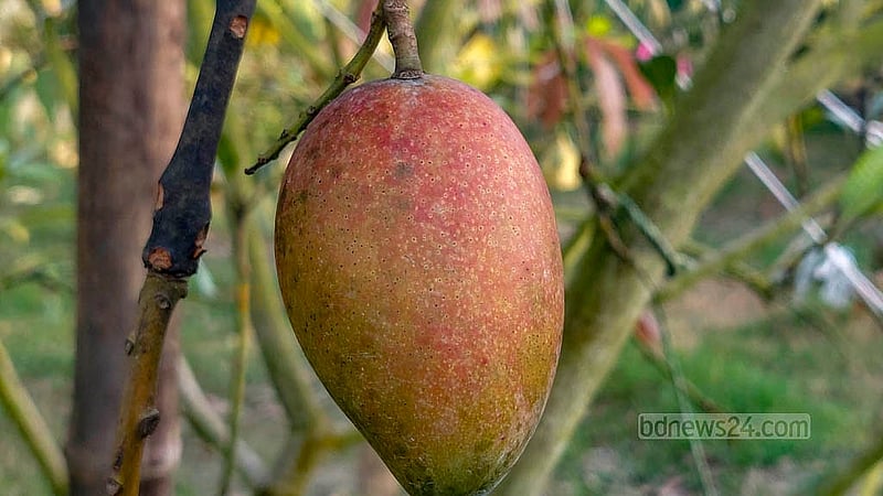 Different varieties of foreign mangoes grow on the trees at the “Fruits Valley Agro” orchard established on land that once belonged to an abandoned brickfield in Chandpur Sadar Upazila. Entrepreneur Helal Uddin says that last year he sold 47 varieties of mangoes for Tk 600,000. Photo: Shovon Al Imran
