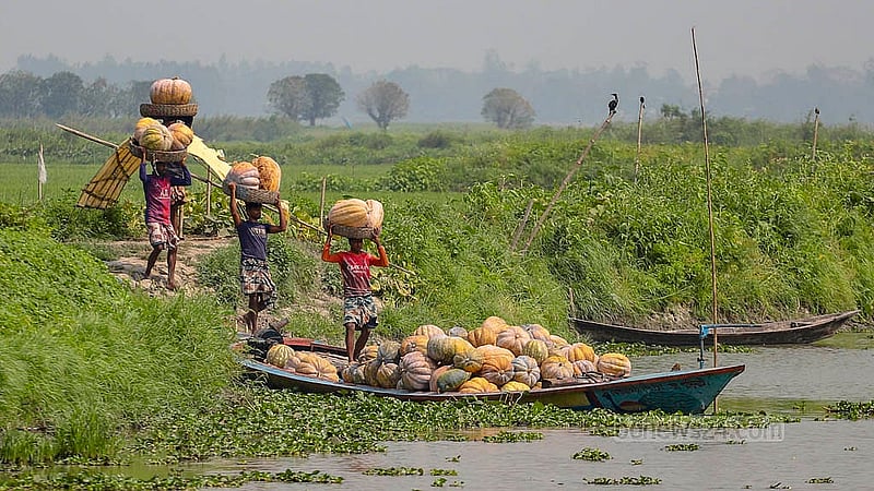 Farmers harvest ripe pumpkins from the fields and transport them by boat to the market for sale. Photo: Abdullah Al Momin