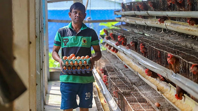 A poultry farm in the Ghoshkanda area of Dhaka’s South Keraniganj has about 2,100 hens and produces approximately 1,600 eggs per day. Photo: Abdullah al Momin
