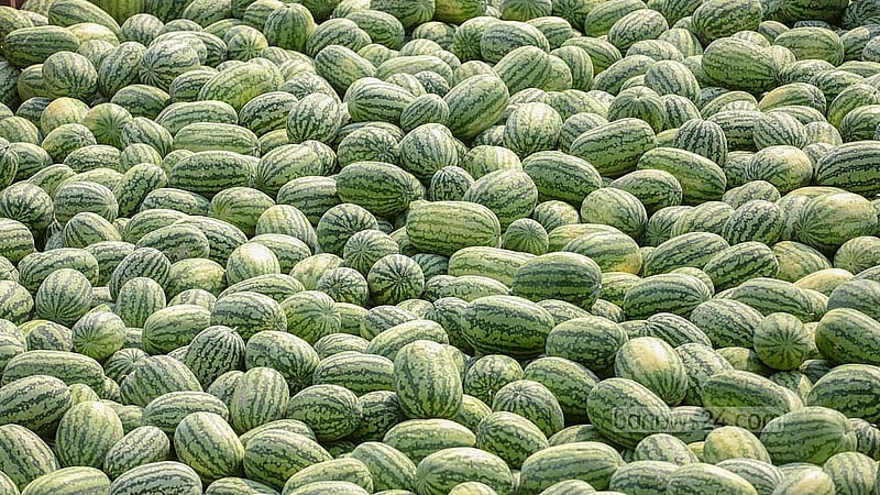 Watermelons are sold at wholesale rates of Tk 6,000 to Tk 40,000 per hundred at Old Dhaka’s Waisghat, depending on the size. Photo: Abdullah al Momin