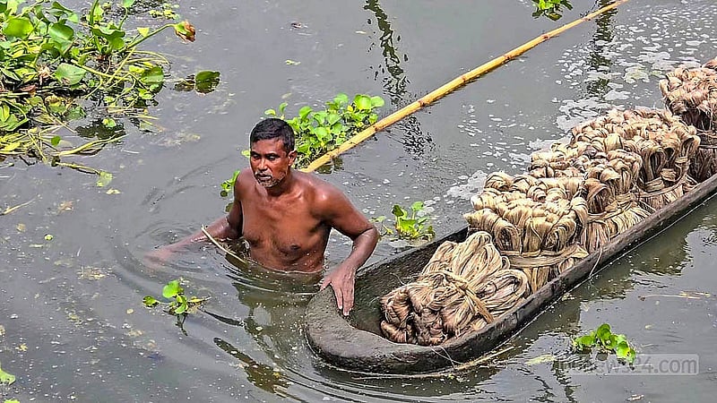 Once stripped and rinsed, the golden jute fibres are brought ashore for drying. Photo: Sheikh Mofijur Rahman Shipon