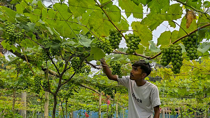 People from all walks of life visit his vineyard daily to revel in the variety of this exotic fruit. Photo: Mofijur Rahman Shipon