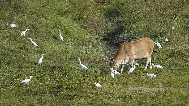 A flock of white egrets roam the fields in search of food. Photo: Abdullah Al Momin