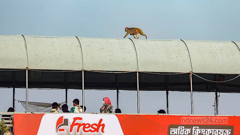 A monkey carrying an infant on its back crosses the footbridge outside BAF Shaheen College in Dhaka. Photo: Mahmud Zaman Ovi