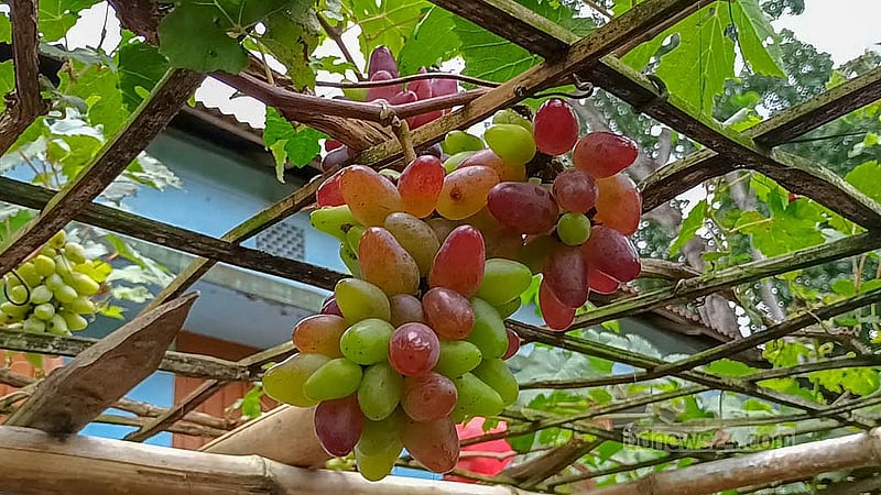 Entrepreneur Zillur Rahman from Rajbari has succeeded in his first try at farming a foreign variety of grapes. He has gotten a good yield after farming grapes on 16 decimals of land eight months ago and is now planning to expand the operation to one acre. Photo: Shamim Reza